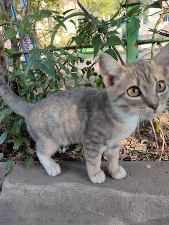Отдам котят в добрые руки
