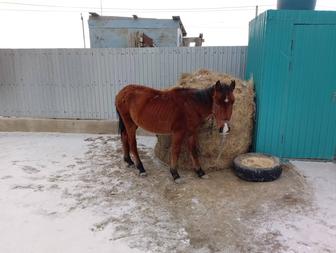 Тай сатылат