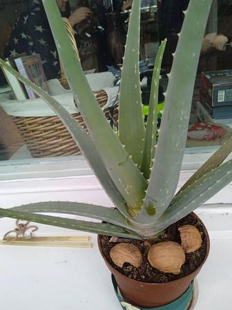 Предлагается к продаже Алоэ Вера