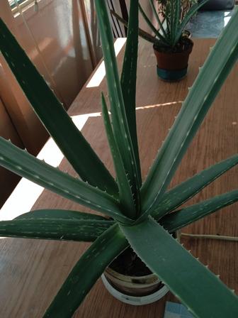 Предлагается к продаже Алоэ Вера