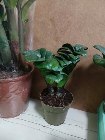 Замиакулькас зензи новое поступление из голландии