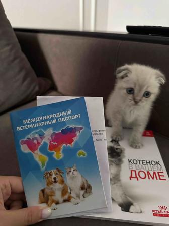 Продам котенка