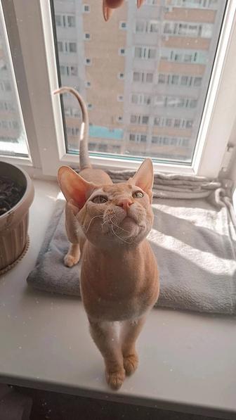 Вязка котика