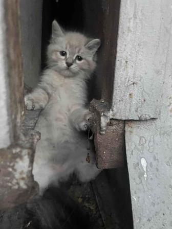 Отдам котенка девочку