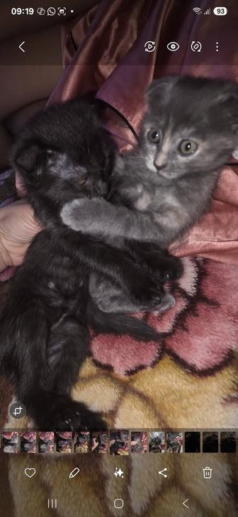 Отдам котенка в добрые руки хорошим людям