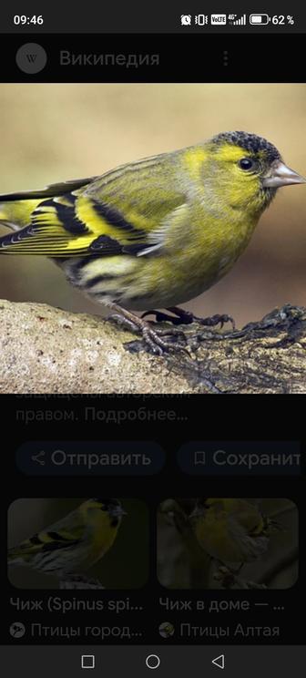 Продам птиц