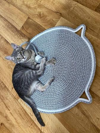 Пропал котенок