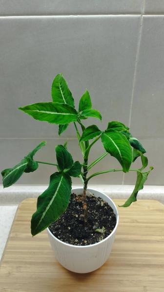 Сингониум карликовый