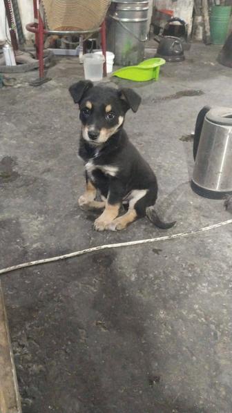 Щенок мальчик