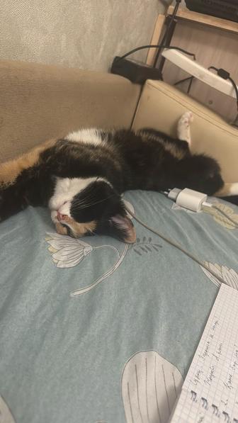 Кошка