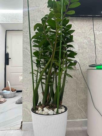 Продам цветы доллар