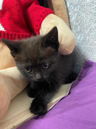 Котенок