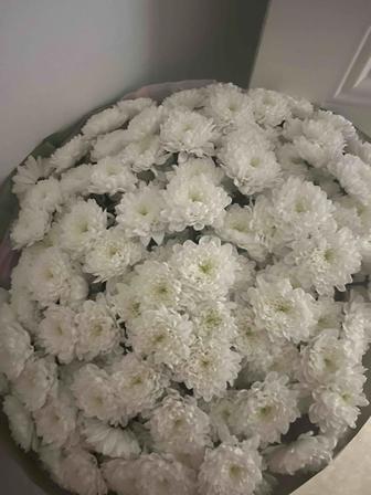 Цветы Хризантема 25 кустовой