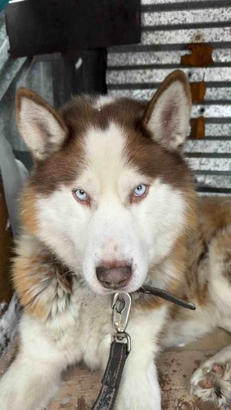 Шоколадный кобель хаски ищет дом