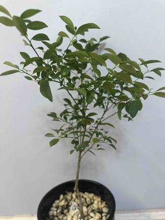 Продам лаймовые деревья домашние