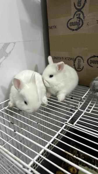 Продам декоративных кроликов зайчиков