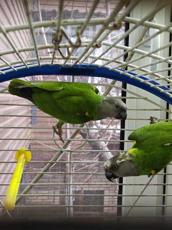 Продам синегальского попугая