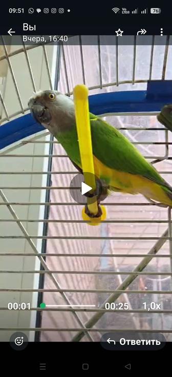 Продам синегальского попугая