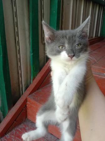Котят хорошие руки бесплатно