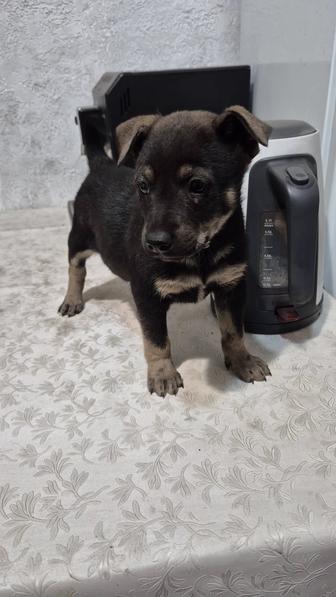 Дарим щенков в добрые руки!