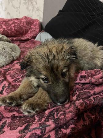 Щенок девочка отдам даром