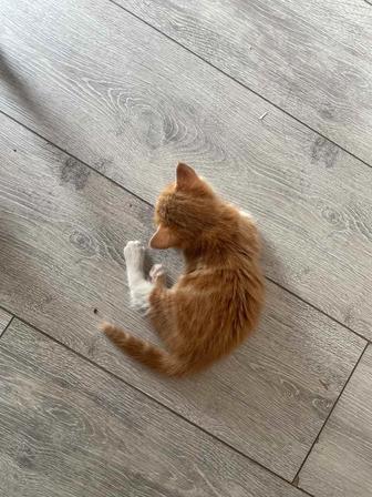 Котенок