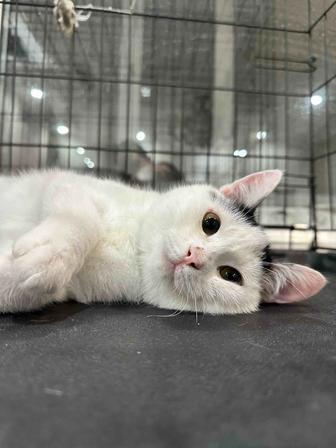 Пристраивается котёнок Беляш, 6 мес.