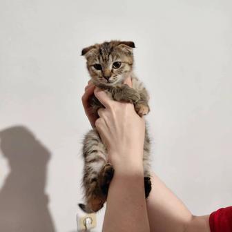 Котенок девочка