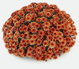 Хризантема мультифлора