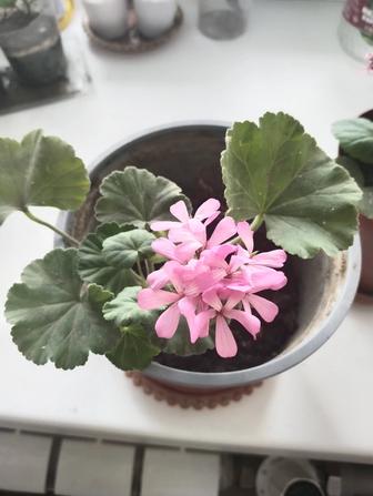 Комнатные цветы