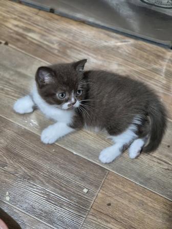 Шикарные шоколадные британские котята с документами