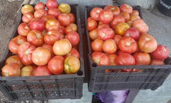 Продам помидоры домашние