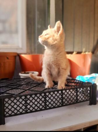 Котята в хорошие руки!