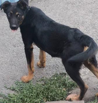 Собаку в добрые руки