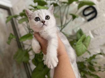 Шотландская кошечка 2 месяца с документами срочно