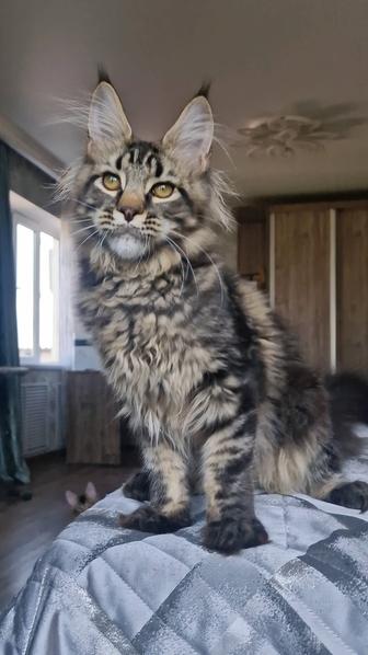 Котенок мейн-кун