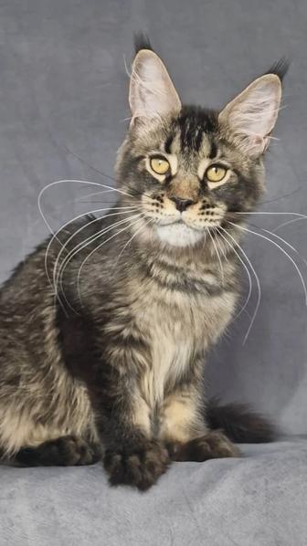 Котенок мейн-кун