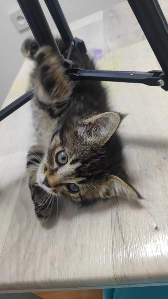 Котенок -девочка Кайя, 2 мес.