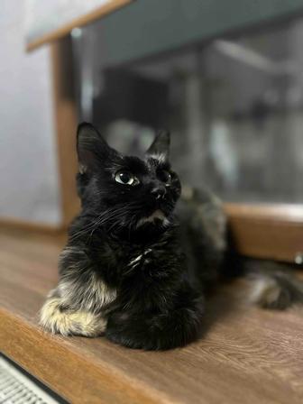Кошка в Хорошие руки Очень СРОЧНО