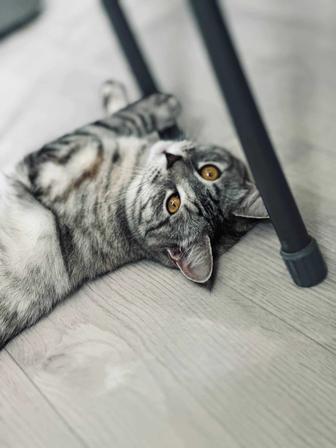 Отдам в добрые руки кошечку