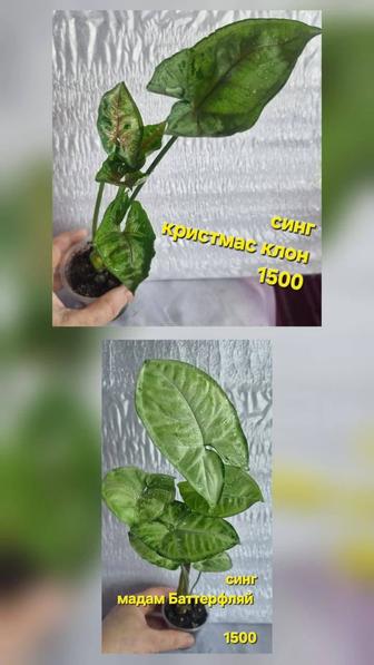 Цветы домашние