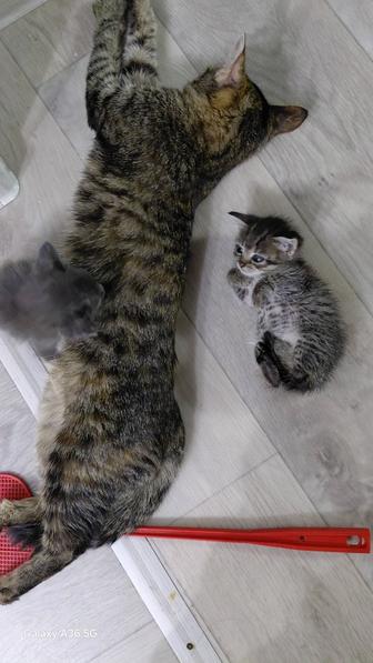 Отдам котят