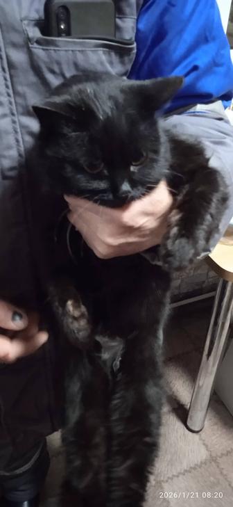 Отдам кошечку 4-месячную в добрые руки