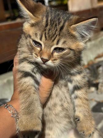 Отдаются в добрые руки очаровательные котята!