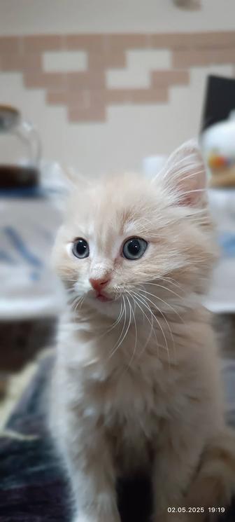 Котята