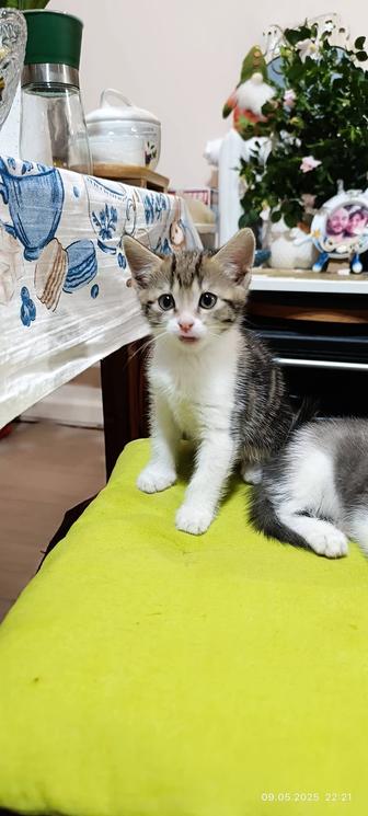 Котята