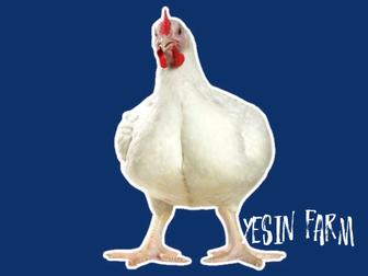 Инкубационные яйца бройлеров росс 308 выгодно