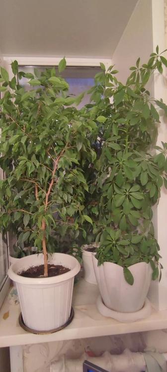 Продам цветы комнатные