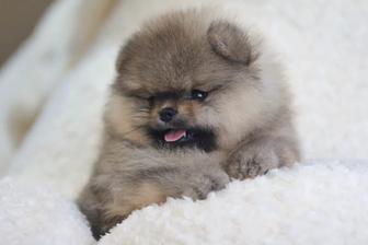 Шикарный щенок шпица