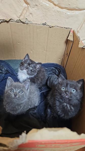 Отдам котят добрые руки